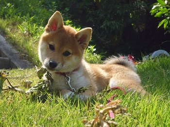 柴犬の赤ちゃん　画像