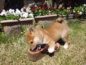 犬に甘噛みされた時の対処法