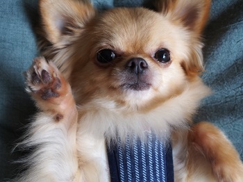 チワワの正しい耳のケア 犬のすべて