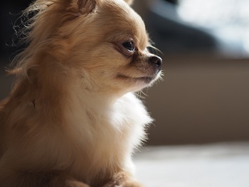 チワワの体重 犬のすべて