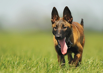 「大型犬とは喧嘩になってしまう事もあるので注意」