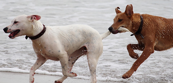 (しつけが出来ていないと急に飼い主の元を離れる犬も)