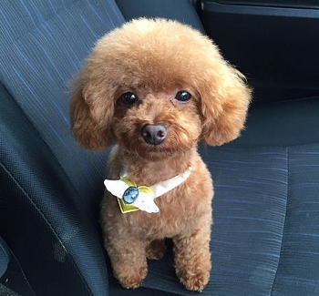 トイプードルのカットスタイル ショークリップ ペットカット 犬のすべて トイプードルのカットスタイル ショークリップ ペットカット 犬のすべて