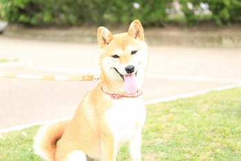 柴犬のしつけ方のコツ