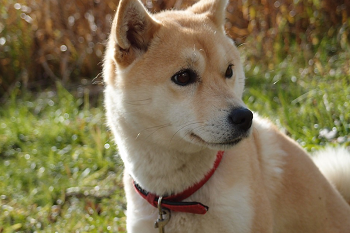 (日本犬(柴犬や秋田県など)は痴呆症にかかりやすい！)