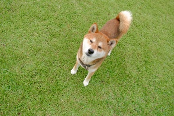 柴犬の歴史について