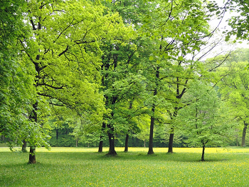 大好きな公園やお散歩など沢山連れて行こう