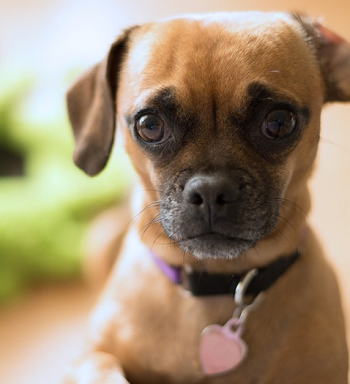 困った犬を上手にしつけしよう