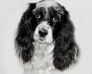 (犬にもシャンプーをしよう)