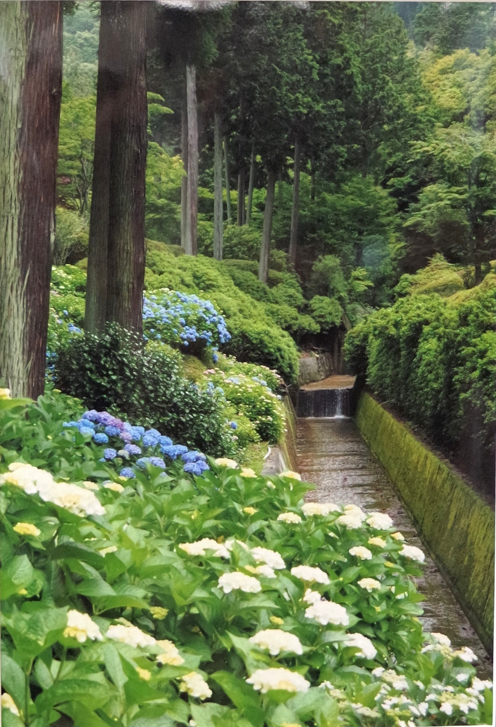 山川　博嗣　　　　お庭の絶景