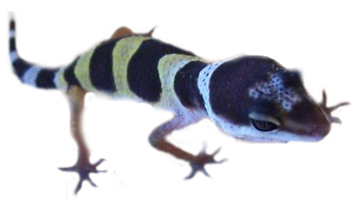 Eublepharis macularius - Jungtier (juvenil)