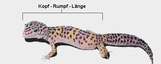 Kopf-Rumpf-Länge