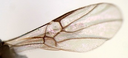 アリヤドリバチ亜科 Hybrizontinae Blanchard, 1845