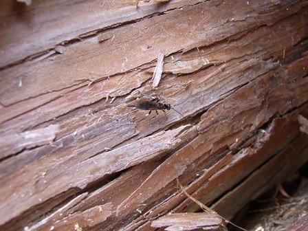 サッポロコブマルズヒメバチ Ischnoceros sapporensis Uchida, 1928 (寄主のヒメスギカミキリを探す)