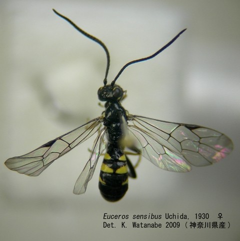 キモンフトマルヒメバチ Euceros sensibus Uchida, 1930 ♀