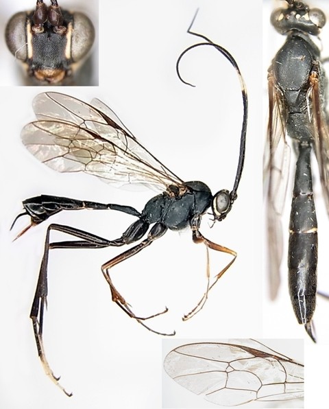 タウンズクロウスマルヒメバチ Amphirhachis nigra Townes, 1970