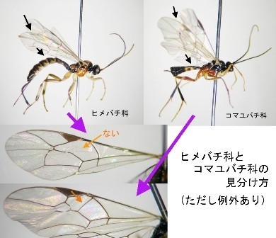 ヒメバチ科とコマユバチ科の簡単な見分け方(大半のグループで識別できる).