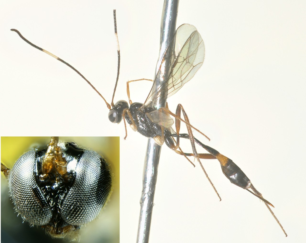 ホソチビアメバチ亜科 - Information station of Parasitoid wasps