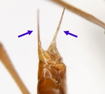 Mesochorus fulgurans Curtis, 1833 トワダフタオヒメバチ ♂の腹端 (矢印は把握器の突出部を示す)
