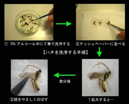 ハチの標本の作り方 Information Station Of Parasitoid Wasps