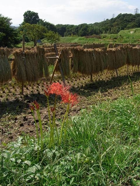 Naganuki, Kanagawa (Honshu)