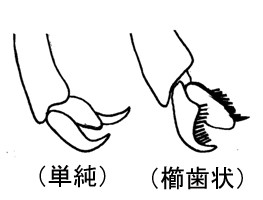 代表的な爪の状態:左,ハラアカヒメバチ Fileanta caterythra Townes, Momoi & Townes (Ichneumoninae);右,Polyblastus (Polyblastus) wahlbergi wahlbergi Holmgren (Tryphoninae).