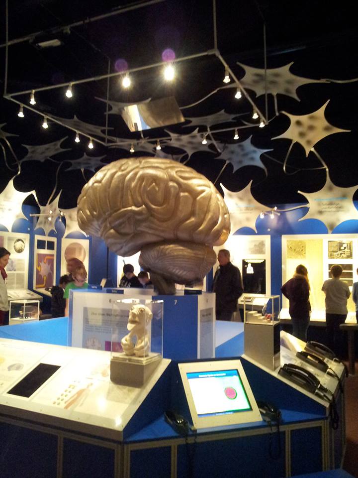 Ausstellungsraum Gehirn, © Regina Betz