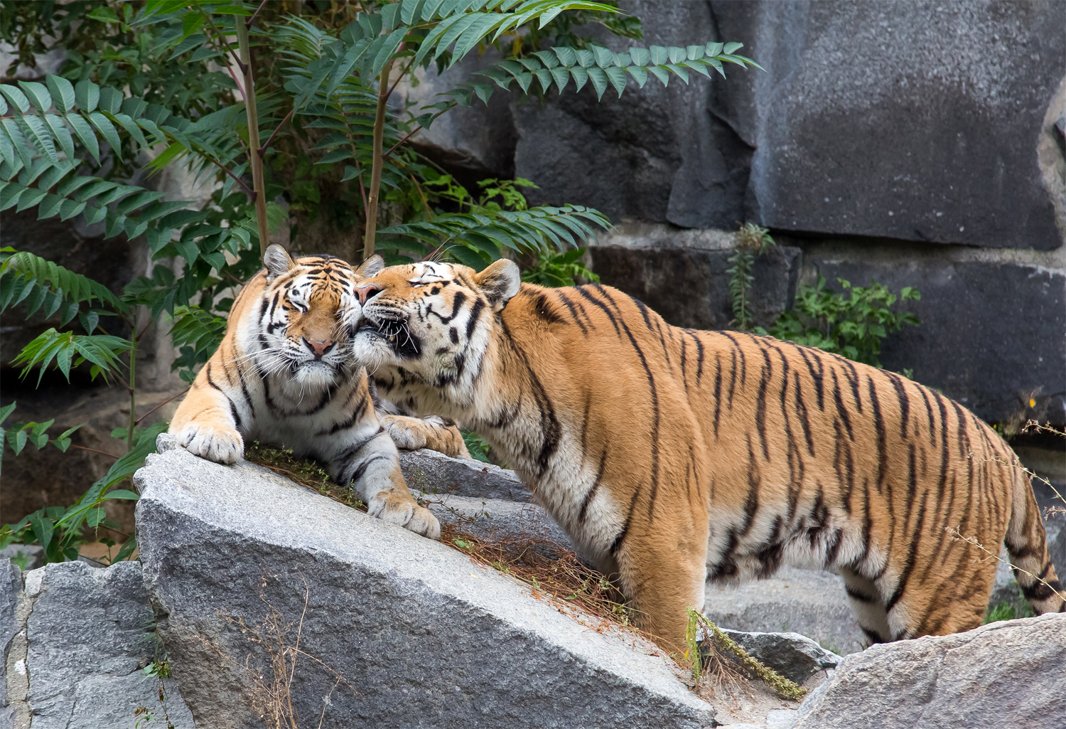 Schmusende Tiger, Aufnahme: Tierpark Berlin