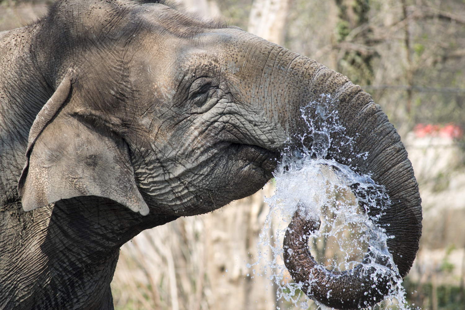 Elefant beim Wasserspaß, Aufnahme: Karl Broeseke