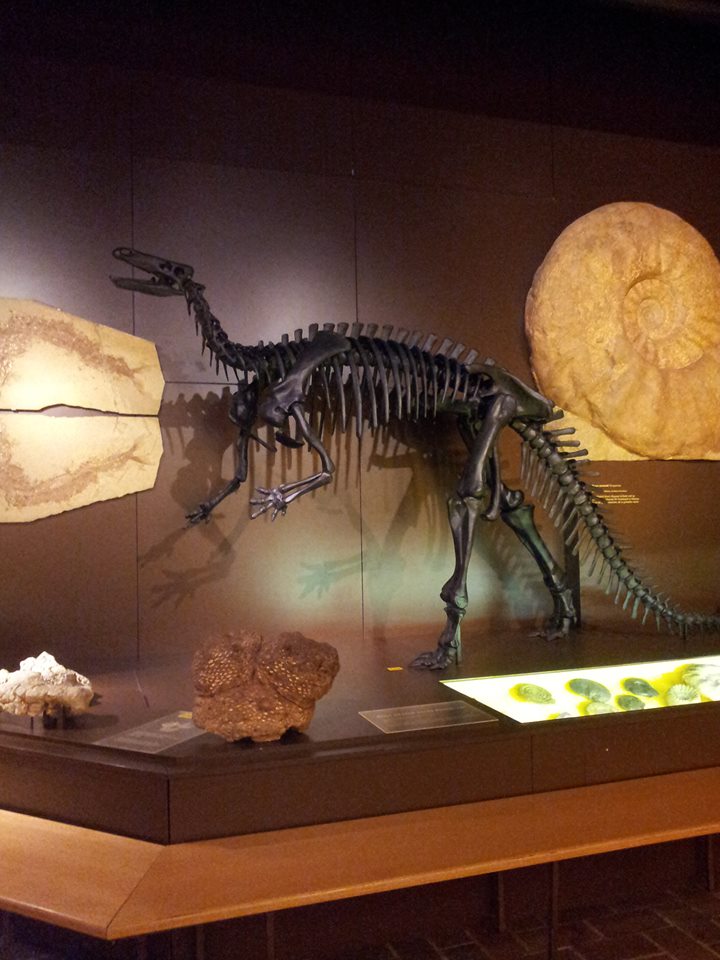 Dinosaurier, © Regina Betz