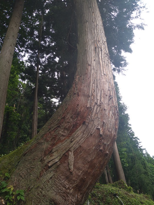 臨時休業のお知らせ