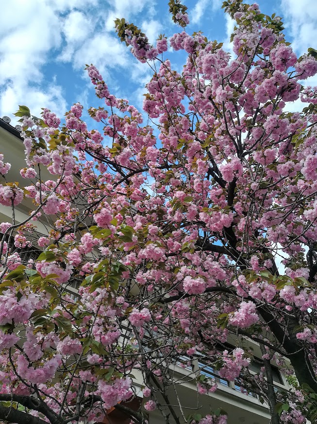 日本紹介動画 八重桜が満開｜In Tokyo, yaezakura are in full bloom.