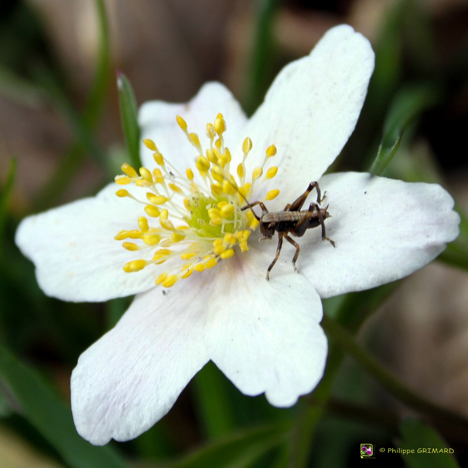 Anémone des bois (Anemonoides nemorosa) - Ranunculaceae