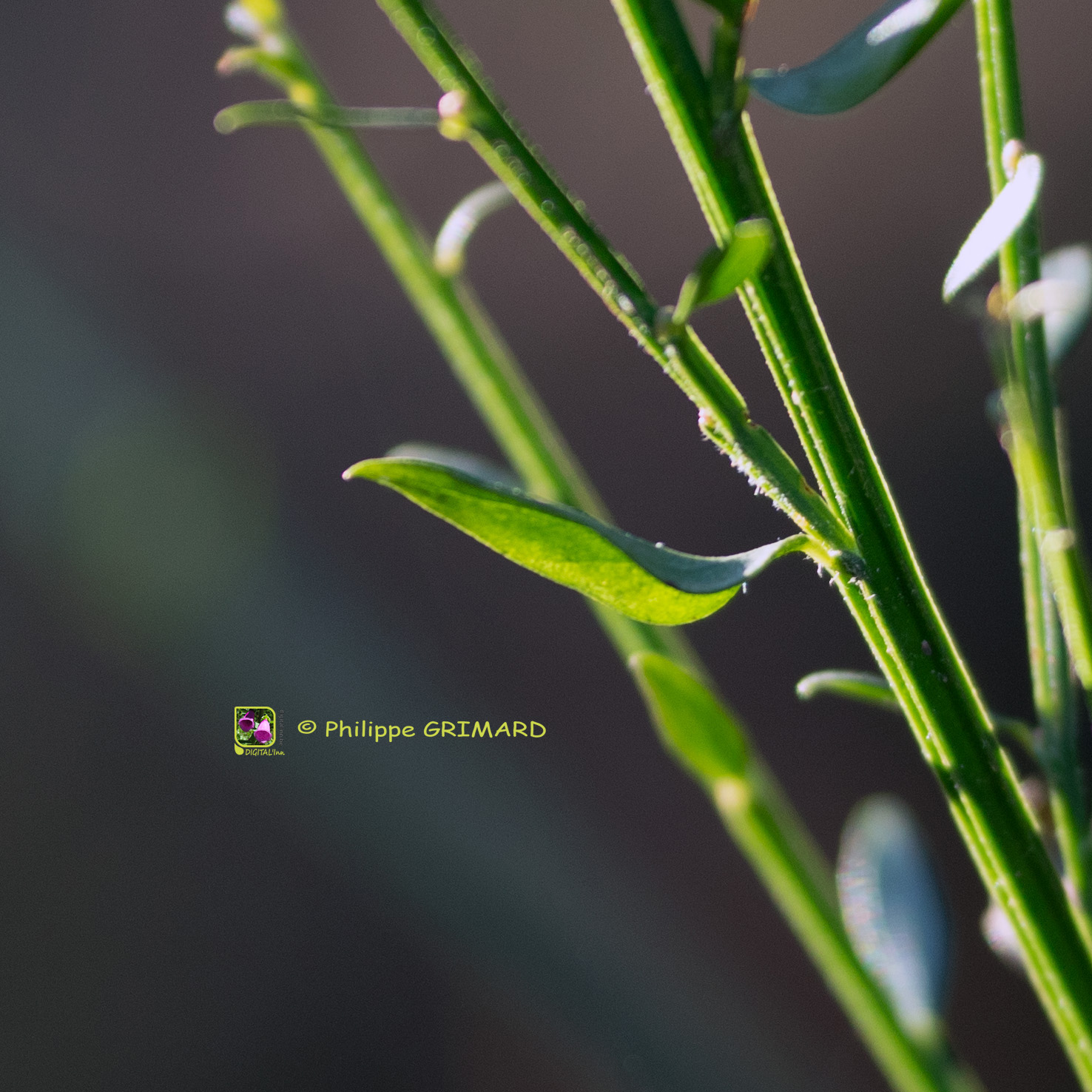 Cytisus scoparius  - Fabaceae (Genêt à balais)