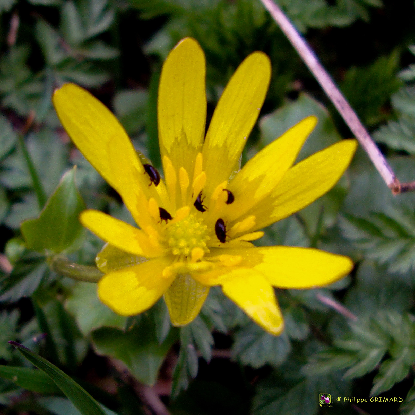 Ficaire (Ranunculus ficaria) - Ranunculaceae