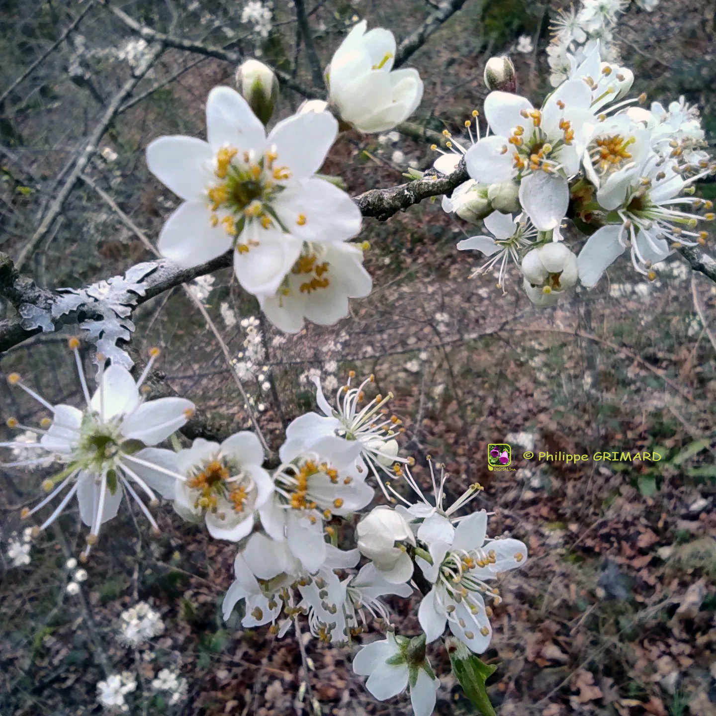 Prunellier (Prunus spinosa) Rosaceae