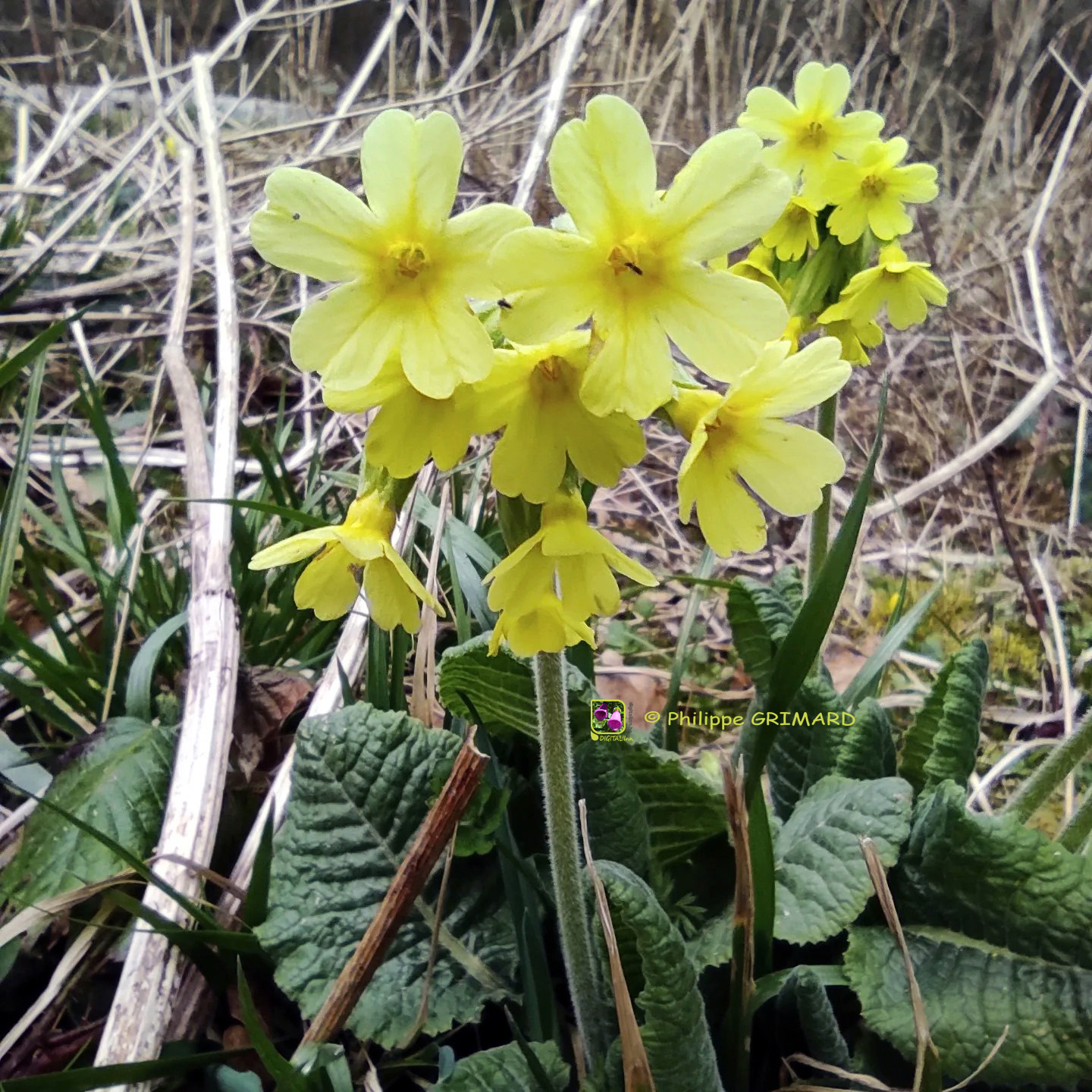 Primevère ou Coucou des bois (Primula) Primulaceae