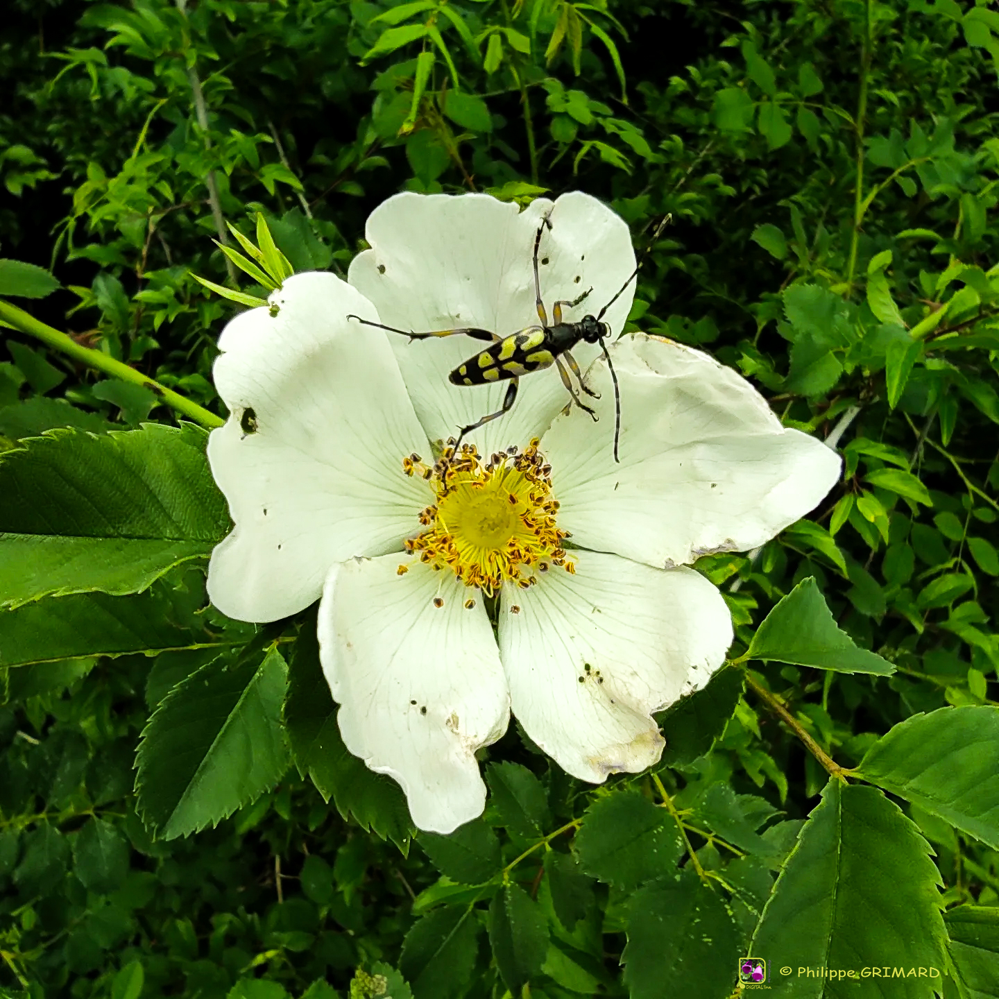 Philippe Grimard : Flore au fil de nos sentiers et des saisons