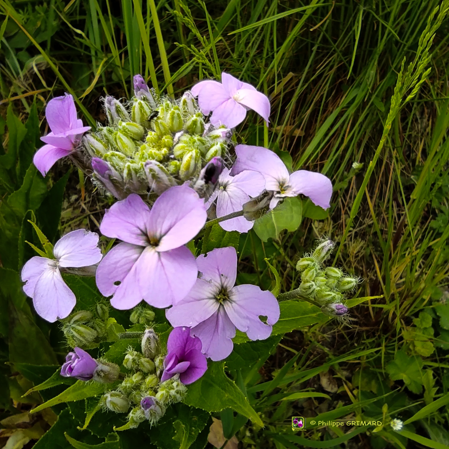 Philippe Grimard : Flore au fil de nos sentiers et des saisons