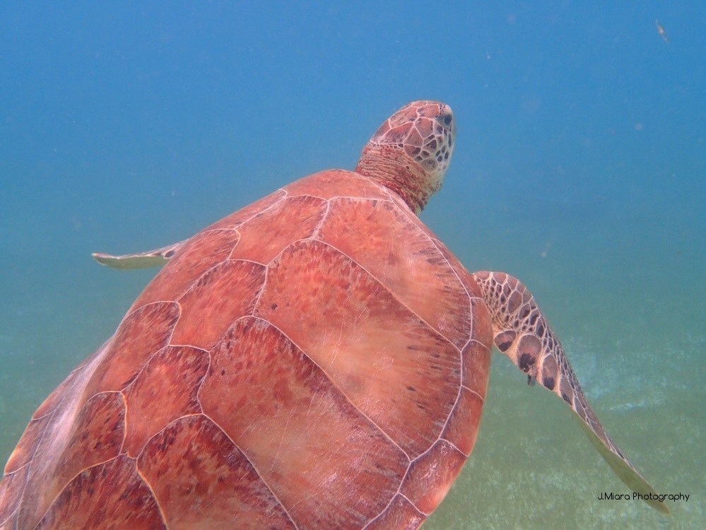 Tortue AKUMAL