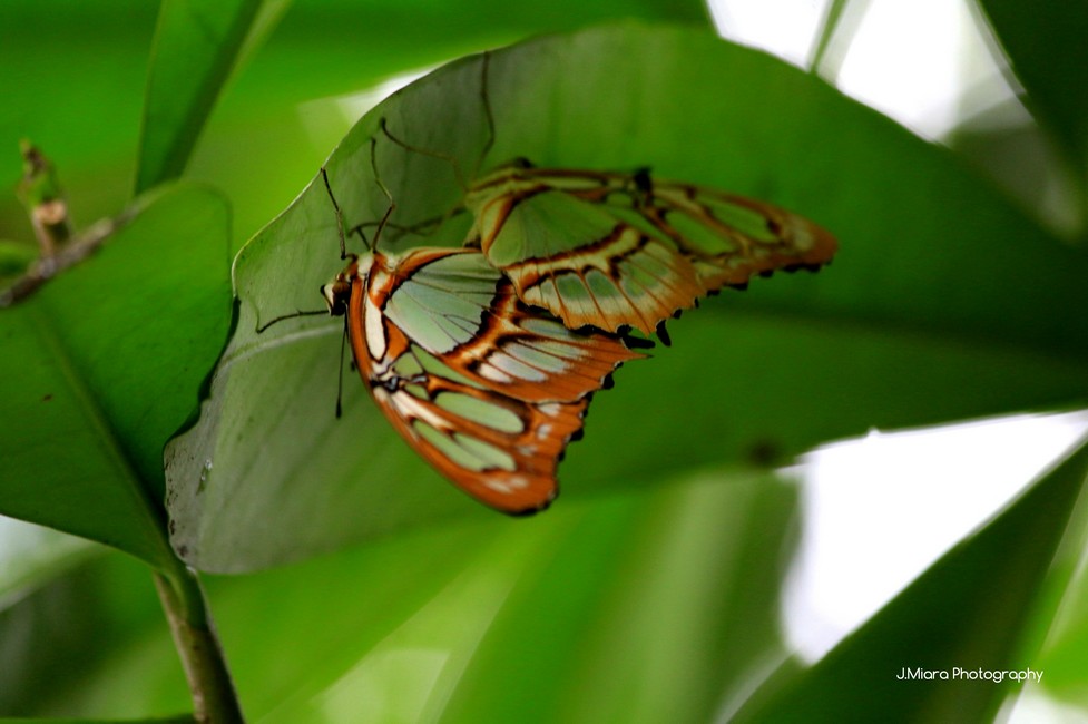 papillons, TORTUGUERO