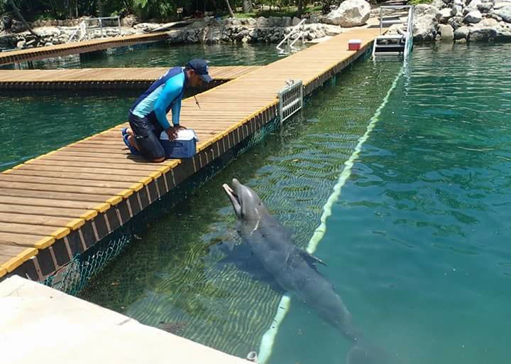 L'attraction à touristes! la nage avec les dauphins.....