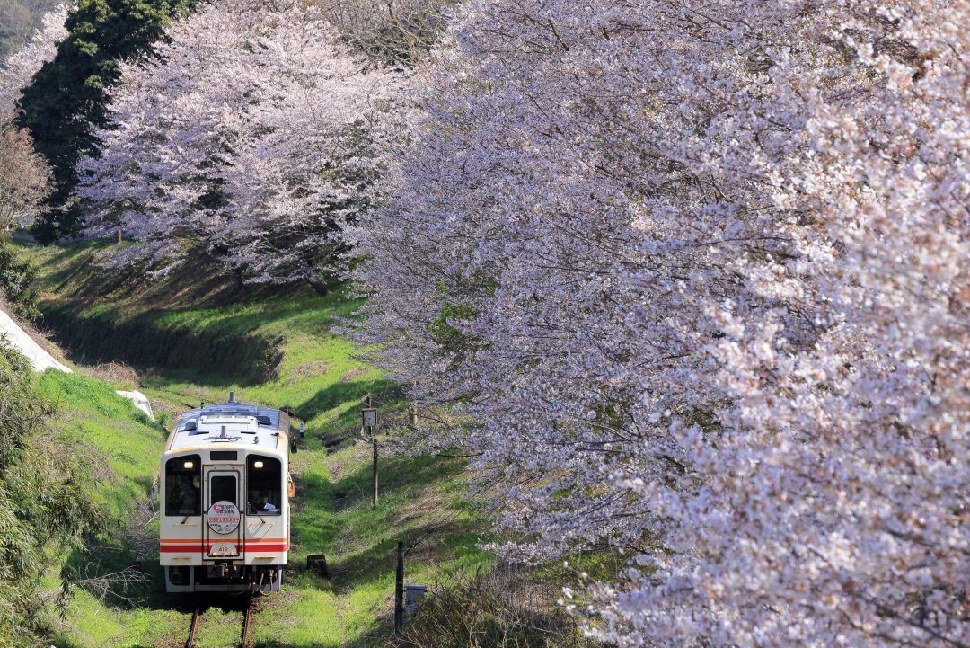 桜満開