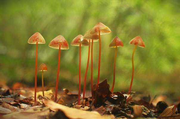 prachtmycena 