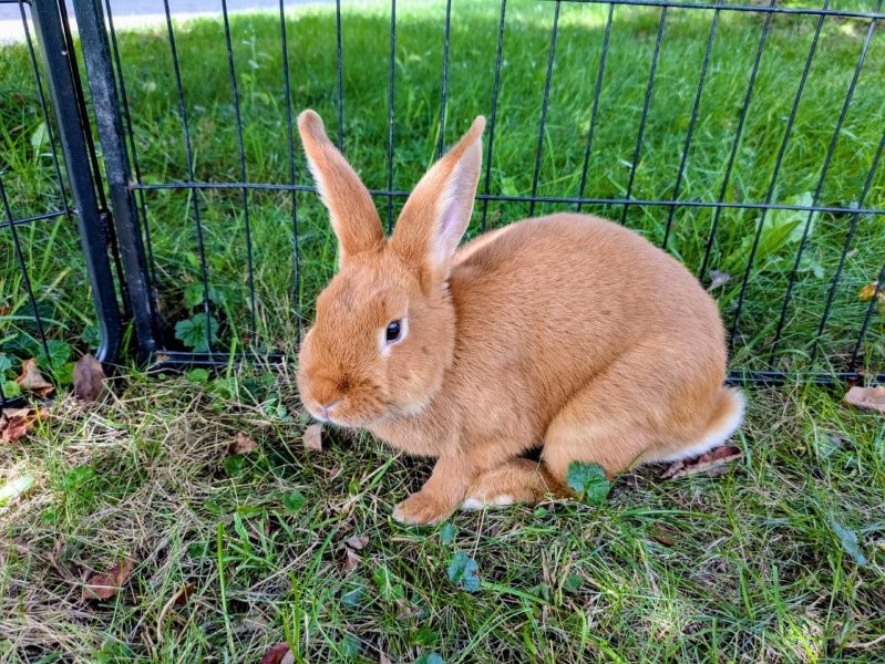 Ferdi
