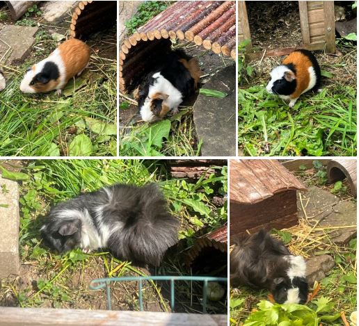 Leon, Walter, Kiba, Paul, Betty