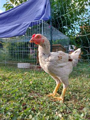 Indische Zwergkampfhähne
