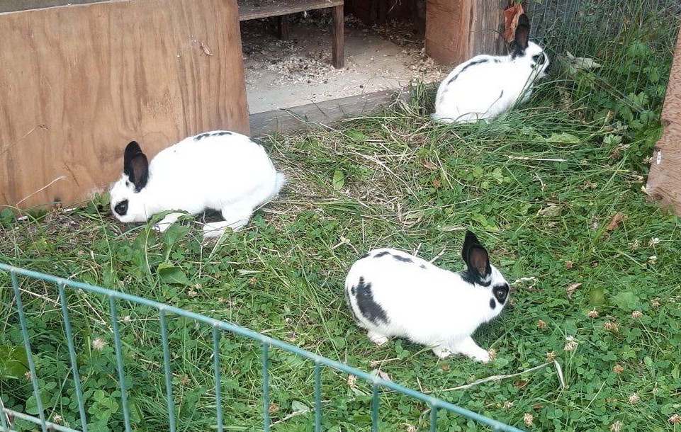Karlchen, Pauli und Timmy