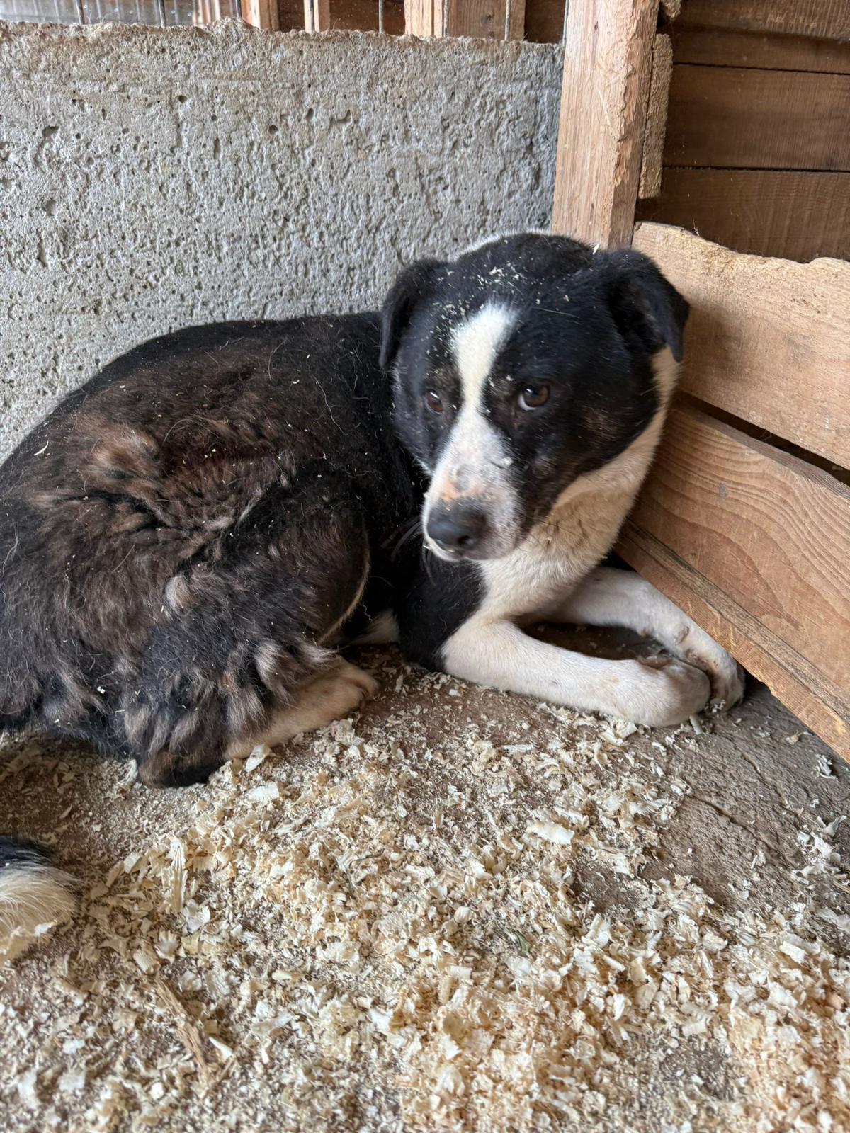 Das erste Bild von Lucky aus dem Shelter