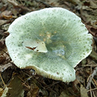 7. Bestimmungsabend 2025